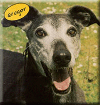 Gregor, the Systems' Dog
